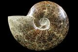Polished, Agatized Ammonite (Cleoniceras) - Madagascar #88134-1